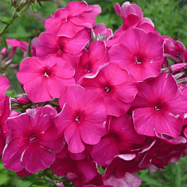 Флокс метельчатый Cardinal