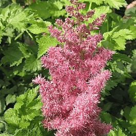 Астильба китайская Stand and Deliver