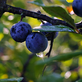 Слива  колючая Терн Слива  колючая Терн