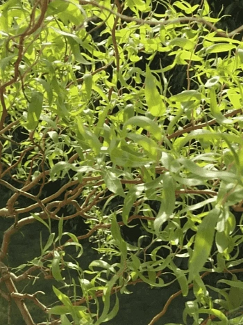 Ива Матсудана  Эритрофлексуоза