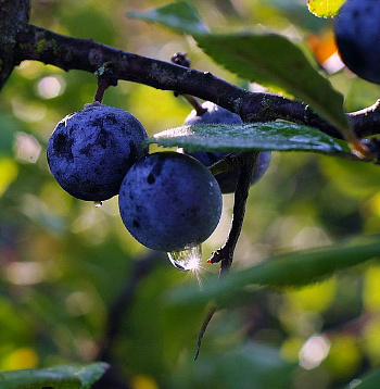 Слива  колючая Терн