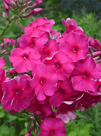 Флокс метельчатый Cardinal