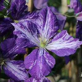 Клематис Tie Dye