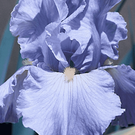 Ирис германский Babbling Brook