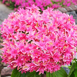 Гортензия крупнолистовая Ю энд ми Принцесса Диана