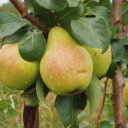 Груша плодовая Москвичка Груша плодовая Москвичка