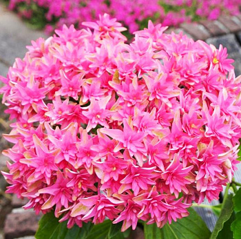 Гортензия крупнолистовая Ю энд ми Принцесса Диана