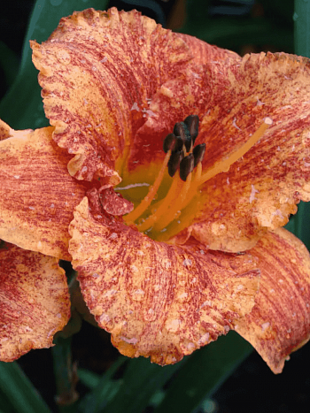 Лилейник Spacecoast Freaky Tiki