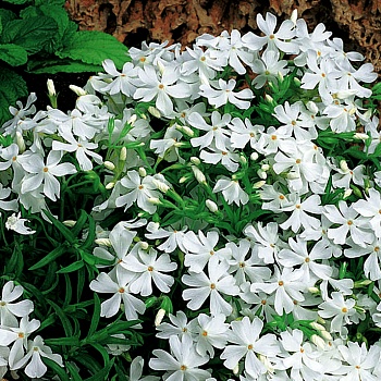 Флокс Шиловидный Fabulous White