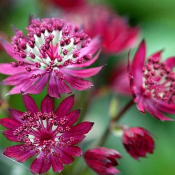 Астранция крупная Руби Веддинг