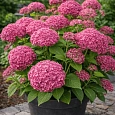 Гортензия древовидная Pink Annabelle