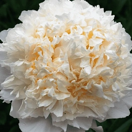 Пион Молочноцветковый Cheddar Cheese