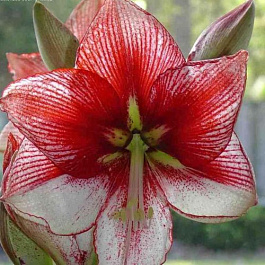 Амариллис простой Шоумастер