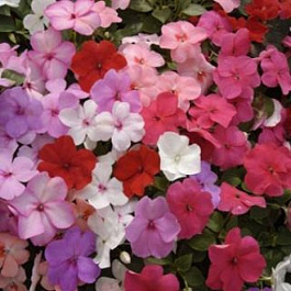 Бальзамин Баланс Микс