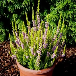 Вереск обыкновенный David Hagenaars