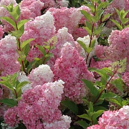 Гортензия метельчатая Ваниль Фрайз Гортензия метельчатая Ваниль Фрайз