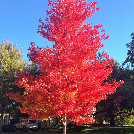 Клен красный Октобер Глори
