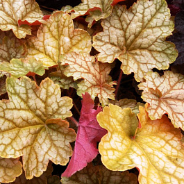 Гейхера гибридная Джинджер Эль