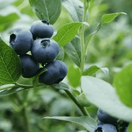 Голубика высокорослая North Blue