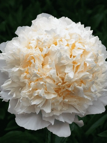 Пион Молочноцветковый Cheddar Cheese