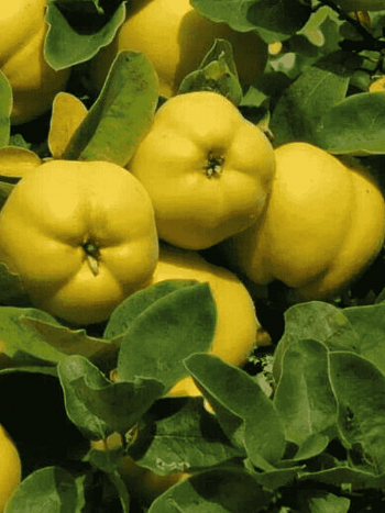 Айва обыкновенная Darunok Onuku