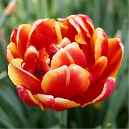 Тюльпан махровый поздний Дабл Фокус