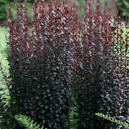 Барбарис Тунберга Helmond Pillar