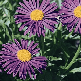 Астра альпийская Violet
