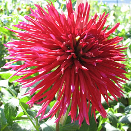 Георгина Полукактусовая Эрчин Георгина Полукактусовая Эрчин