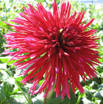 Георгина Полукактусовая Эрчин