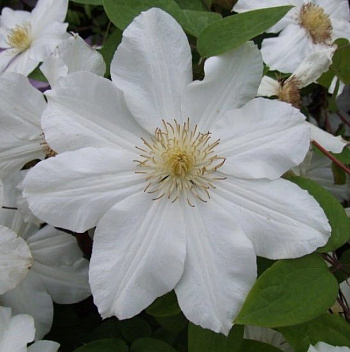 Клематис крупноцветковый Токи