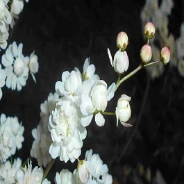 Лабазник Multiplex