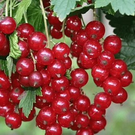 Смородина красная Задунайская