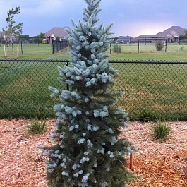 Ель колючая Blue Totem Ель колючая Blue Totem