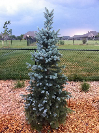Ель колючая Blue Totem