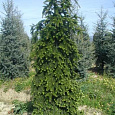 Пихта нордмана Pendula