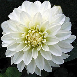 Георгина Декоративная Гэллери Арт Фэр