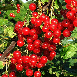 Смородина красная Уральская красная