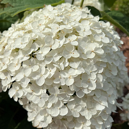 Гортензия древовидная Инкредибол (Стронг Анабель)