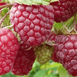 Малина Ремонтантная  Полька