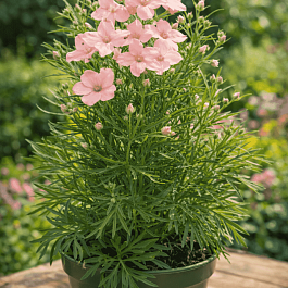 Дельфиниум  культурный Summer Morning