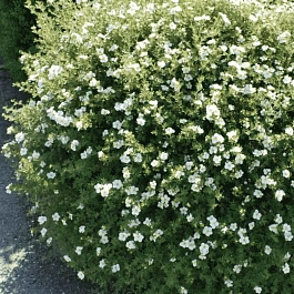 Лапчатка кустарниковая  Abbotswood