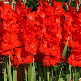 Гладиолус крупноцветковый Эдванс