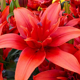 Лилия азиатская махровая Ред Твин НАБОР 2ШТ (2+2) Лилия азиатская махровая Ред Твин НАБОР 2ШТ (2+2)