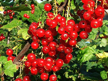 Смородина красная Уральская красная