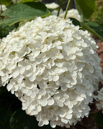 Гортензия древовидная Инкредибол (Стронг Анабель)