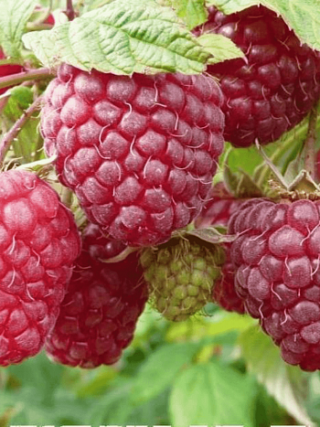 Малина Ремонтантная  Полька