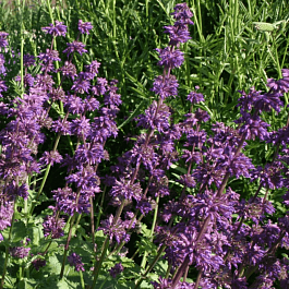 Шалфей мутовчатая Purple Rain