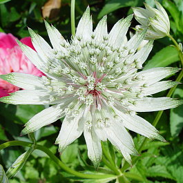 Астранция крупная Альба Астранция крупная Альба