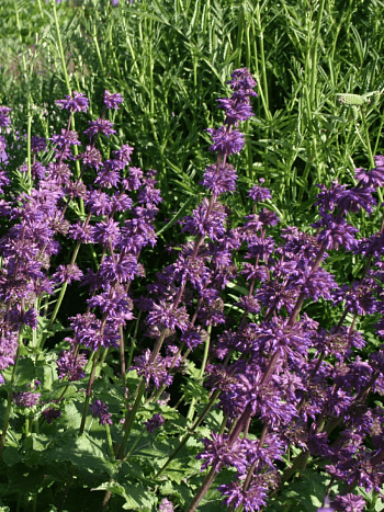 Шалфей мутовчатая Purple Rain